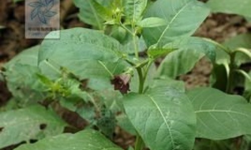 牛脾的神奇功效、牛脾是啥 -中药材牛脾的价格网